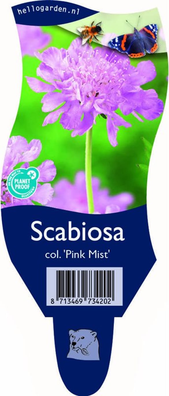 Scabiosa col. 'Pink Mist' - P11